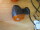 Blinker links und rechts Yamaha YZF 600 R 1999-